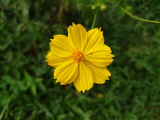 yellow flower in the garden beautiful..