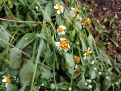 ketul plant or ajeran plant with green stems, wide white petals, and small yellow flowers located in the middle.