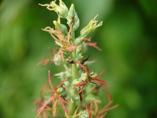 close up of a pine cone green background 