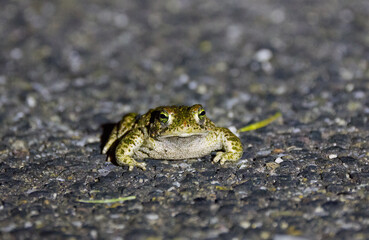 small toad on the road, small toad with warts on the body, green eyes of a frog, frog with warts, Bufonidae from the front