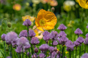 日本の広島県にある、香山ラベンダーの丘のポピー畑
