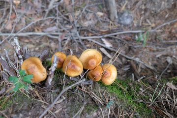 mushrooms among the branches in the forest