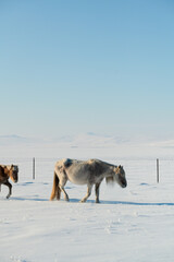 Mongolian ponies marching in formation in the snow