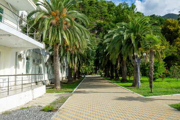 Palm tree as a symbol of the tropics, subtropics - a happy place on earth, a resort.