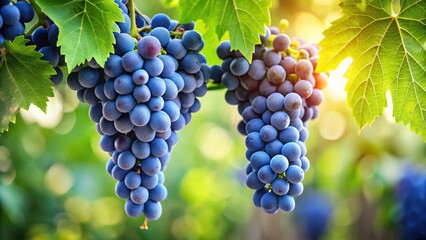 Naklejka premium A bunch of blue grapes hanging from a leafy vine branch with lush green leaves and a few sprouts , nature, grape, nature