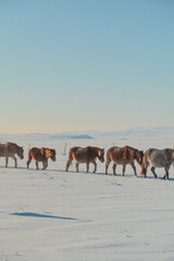 Fototapeta premium Mongolian ponies marching in formation in the snow