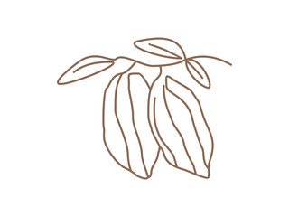 Cacao bean design vector illustration on transparent background