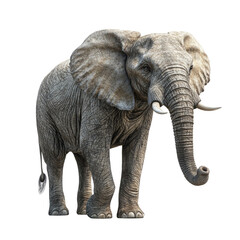 Obraz premium elephant isolated on white