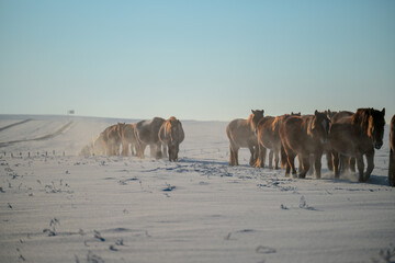Mongolian ponies marching in formation in the snow