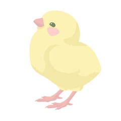 A small fluffy yellow chick on white background