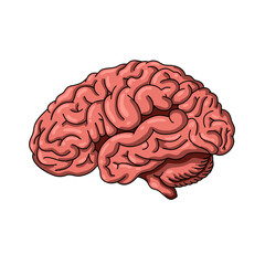 human brain structure illustration, with white background, brain illustrations for studying biology, medicine and science.