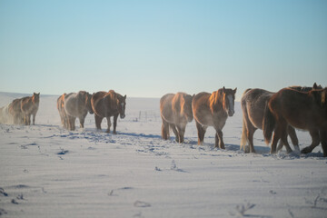 Mongolian ponies marching in formation in the snow