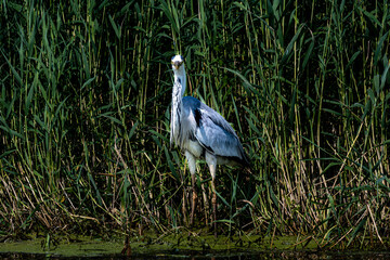 Heron foraging in reeds