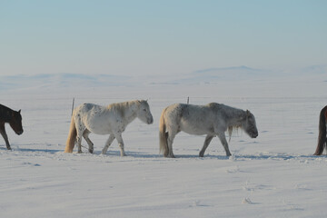 Mongolian ponies marching in formation in the snow