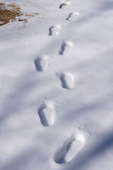 積雪の上に浮かぶ足跡と自然のテクスチャーが魅せる冬景色