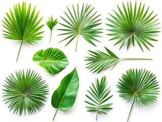 Nature's fresh collection exploring tropical leaf varieties from above