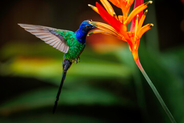 Obraz premium Hummingbird
