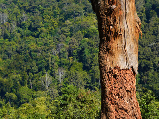 Landscape of the rainforest in Thailand
