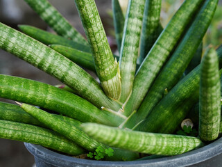 Close up of aloe vera plant in pot. Nature background
