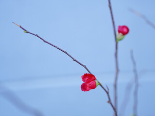 The red-flowered Quince tree is a beautiful bonsai tree.
