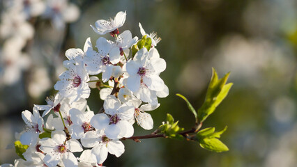 white flowers of a flowering tree in spring close up