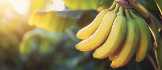 Ripe bananas hanging on a banana plant in natural sunlight with blurred green background Copy Space