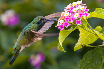 Beija-flor de orelha violeta (Colibri serrirostris)