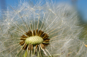 Fototapeta premium dandelion in the wind