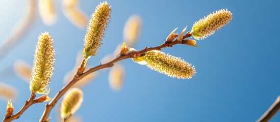 Fototapeta premium Flowering buds on a branch against a clear blue sky with sunlight Copy Space