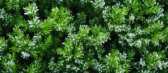Fototapeta premium Close-up of textured green foliage with light highlights and shadows, suitable for use in natural backgrounds, botanical themes, Copy Space