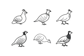 A quail bird line art vector set Illustration