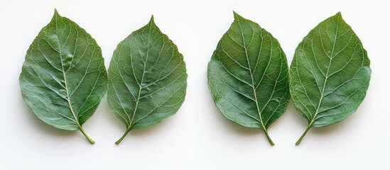 Four green leaves arranged in pairs on a white background with copy space for text insertion.