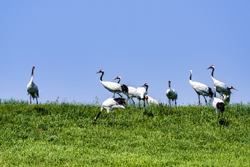 Fototapeta premium Red-crowned crane foraging