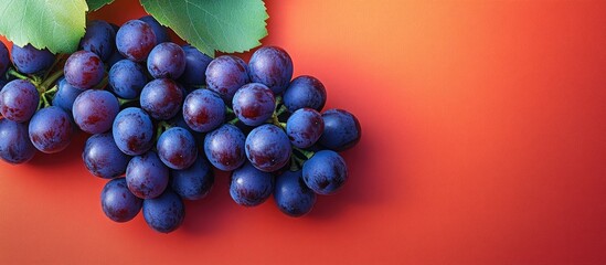 Fresh ripe purple grapes with green leaves on vibrant orange background with copy space.
