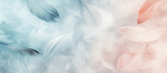 Soft pastel colored feathers in blue and pink with a smooth white background and ample copy space for text insertion