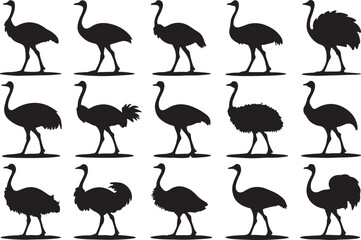A variant style of ostrich silhouette vector, walking black silhouette, flat birds icon illustration design, isolated on a white background.