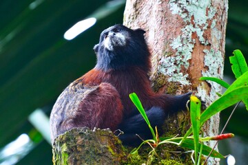 Red-mantled saddle-back tamarin (Leontocebus lagonotus, Callitrichidae family) in the Amazonian...