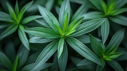 Lush Green Foliage Plants Vibrant Natural Beauty
