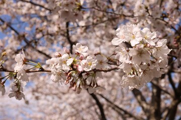 春の訪れを告げる満開の桜