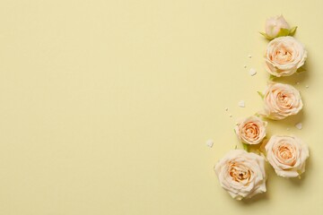 Beautiful composition with peony roses on color background 