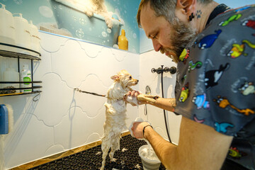 At a pet grooming salon, a middle-aged male groomer is washing the fur of an adorable Pomeranian dog in the shower