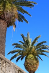 Palm trees and blue sky