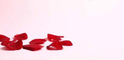Red rose petals on color background 