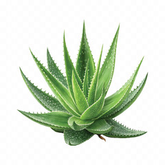 abstract 3d fresh aloe vera pup isolated on white background