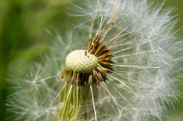 dandelion seed head