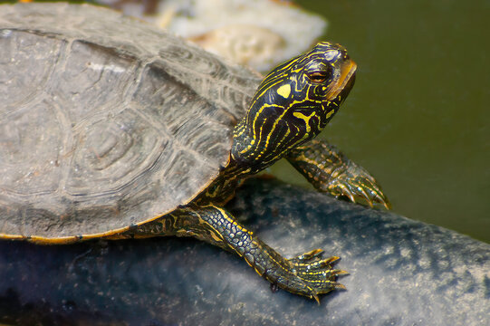 closeup of a painted turtle