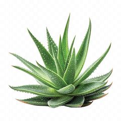 abstract 3d fresh aloe vera pup isolated on white background