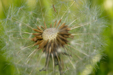dandelion seed pod