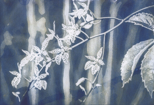 Cyanotype on watercolor paper of an orchid in bloom with abstracted bamboo in background