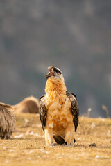 Bearded vulture (Gypaetus barbatus) photographed in Spain